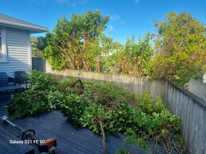 Hedge cut back hard along a deck, with the trimmings ready to go, Wellington