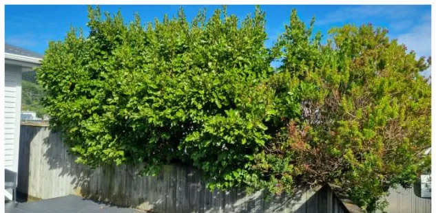 Overgrown shrubs towering over a fence and deck before trimming, Wellington
