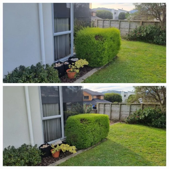 Shrub beside a window before and after being shaped and tidied, Tawa